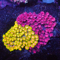 WYSIWYG Ultra Naturally Grafted Goniopora Garden (100+ Polyps) (W59)