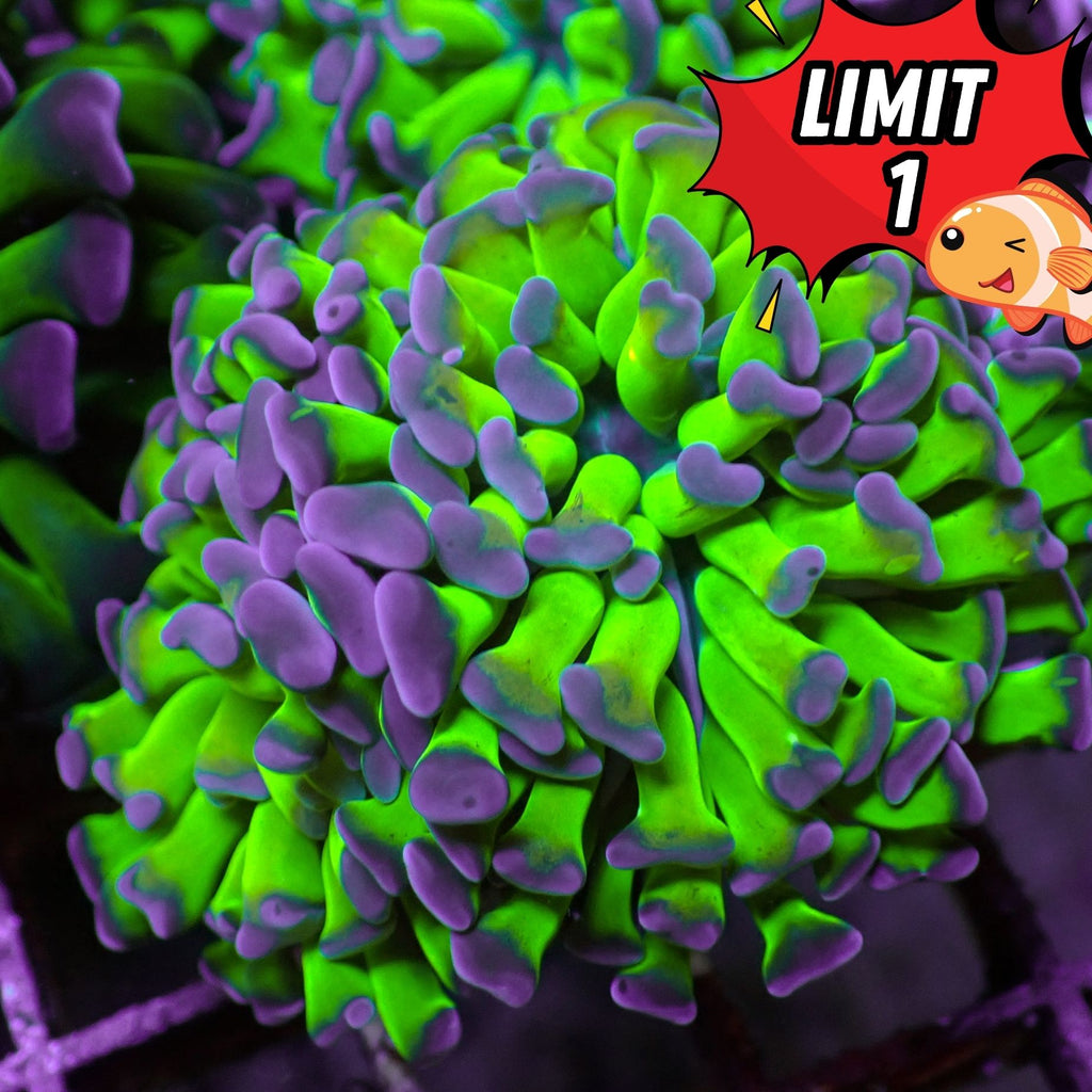 Purple-Tipped Green Stem Branching Hammer - Corals Anonymous