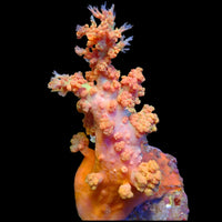 WYSIWYG Large Sunrise Banana Split Soft Flower Tree Coral Colony (4-6")