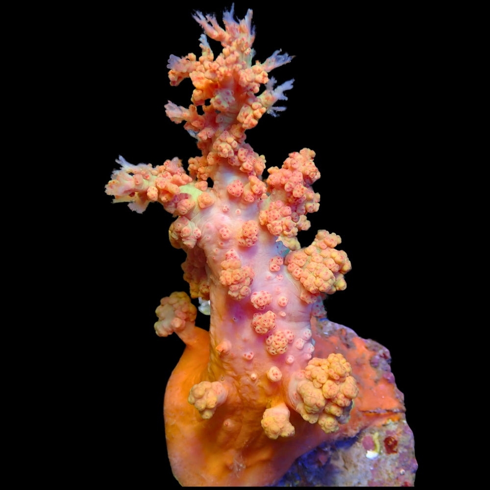WYSIWYG Large Sunrise Banana Split Soft Flower Tree Coral Colony (4-6