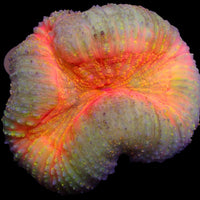 WYSIWYG Solomon Islands Cherry Spark Rainbow Lobophyllia Colony (Large, 3-4")