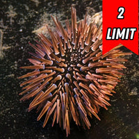 Brown Rock-Boring Urchin
