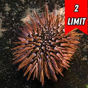 Brown Rock-Boring Urchin