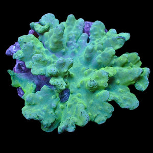 WYSIWYG Jade Green Cabbage Leather Soft Coral Colony (3-4")