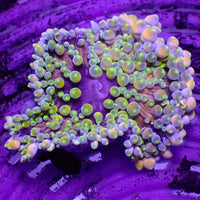 WYSIWYG Rare Aussie Rainbow Malu Sebae Anemone (1.5-2”)