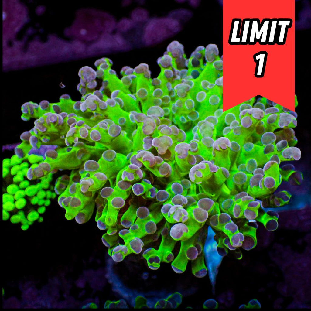 Purple Tip Yellow-Mouth Green Branching Frogspawn (🍀Special Deal!) - Corals Anonymous