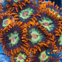 Screaming Hawks Zoa (10-15 Polyps colony)
