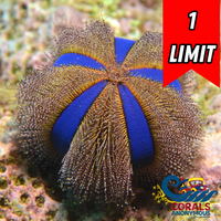 Blue Tuxedo Globe Gazer Urchin
