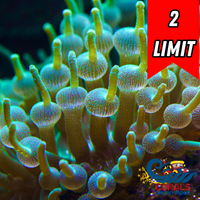 Green Bubble Tip Anemone
