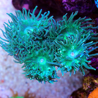 Aussie Duncan Colony (6-8 Polyps) (Special Deal!)