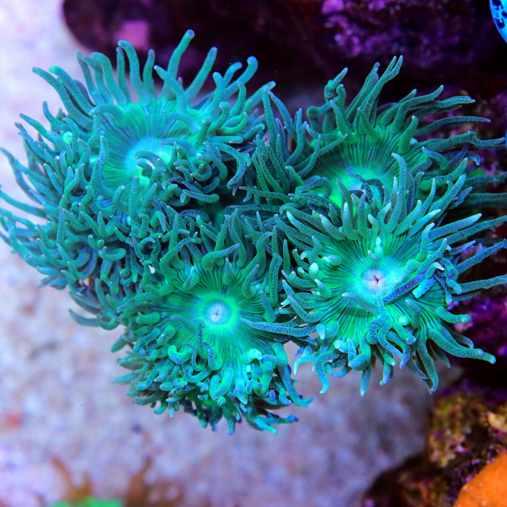 Aussie Duncan Colony (6-8 Polyps) (Special Deal!)