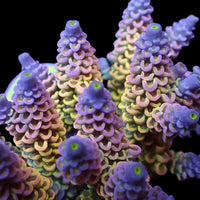 Dreamscape Rainbow Acropora (1” Frag)