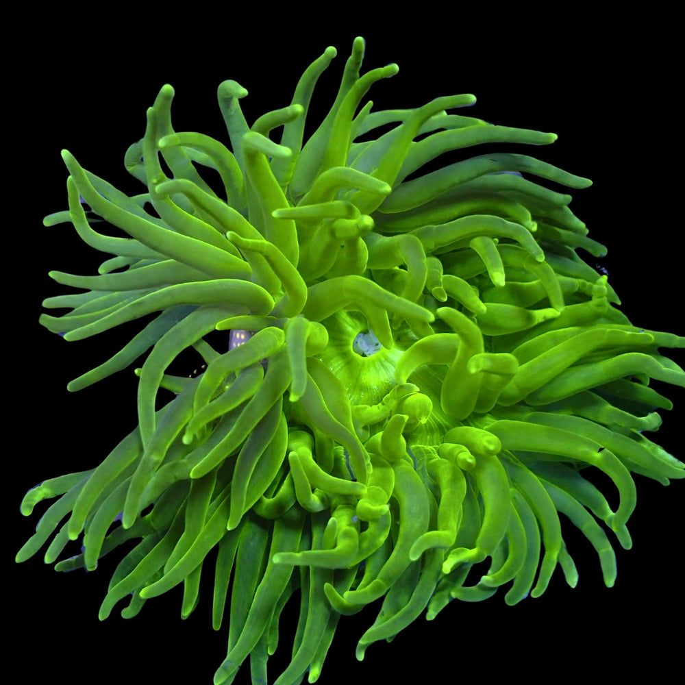 WYSIWYG Large Bright Lighter Neon Long Tentacle Anemone (4-6”)
