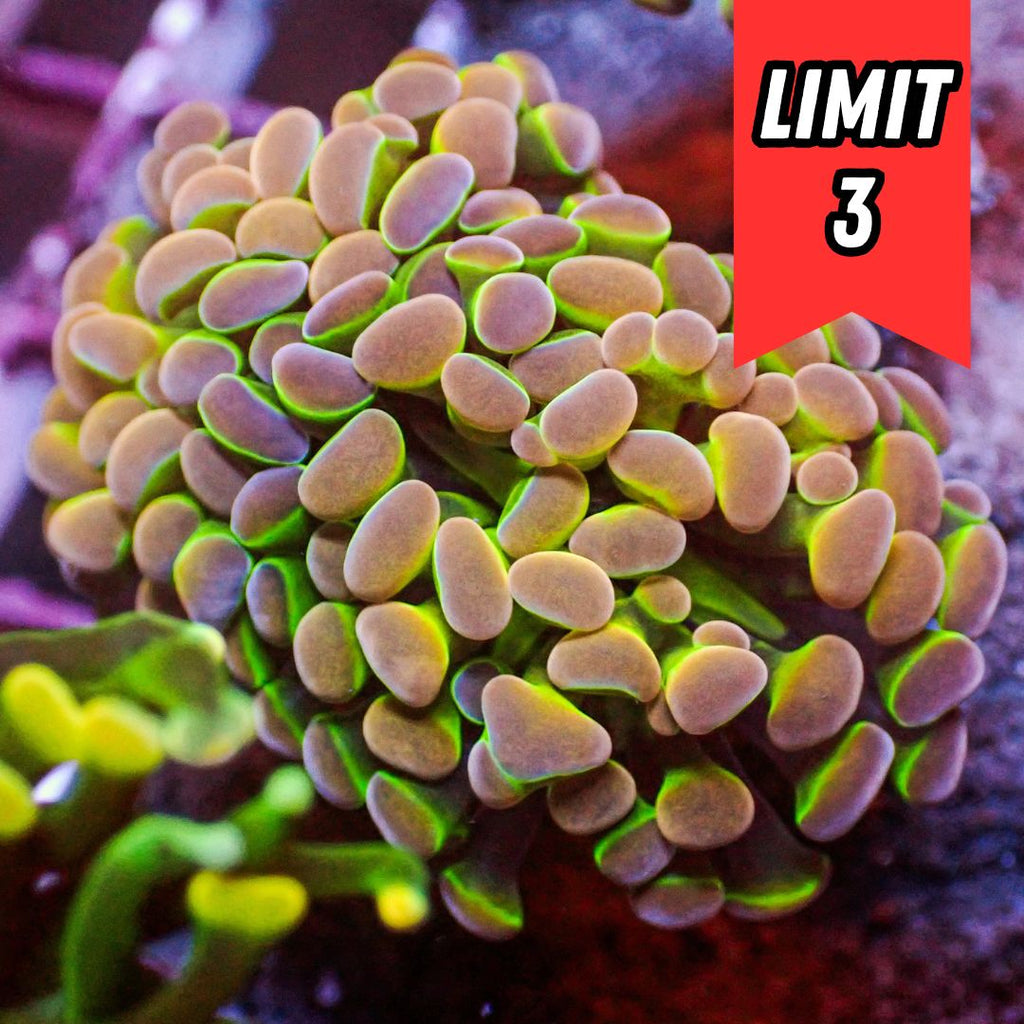 Hologram Rainbow Branching Hammer (🍀Special Deal!) - Corals Anonymous