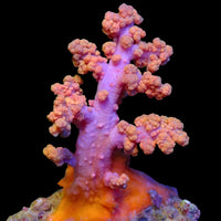 WYSIWYG Pink Sunset Soft Flower Tree Coral Colony (3-5")