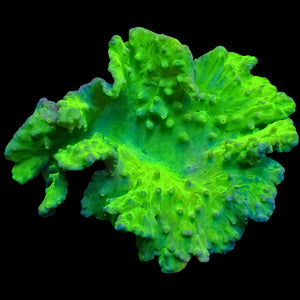 WYSIWYG Large Neon Glowstick Cabbage Leather Soft Coral (3-4")