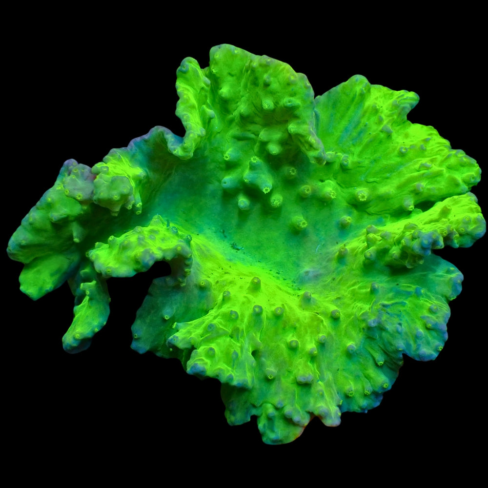 WYSIWYG Large Neon Glowstick Cabbage Leather Soft Coral (3-4