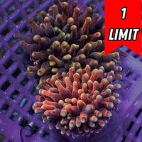 Molten Ember Bubble Tip Anemone
