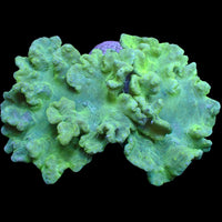 WYSIWYG Jade Green Cabbage Leather Soft Coral Colony (4-5")