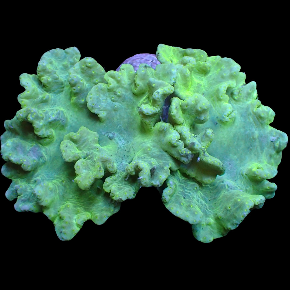 WYSIWYG Jade Green Cabbage Leather Soft Coral Colony (4-5