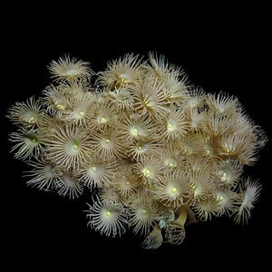 WYSIWYG Large Yellow Polyp Soft Coral Colony (45+ Polyps)