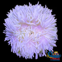Purple Tip White Sebae Anemone (3-7”)
