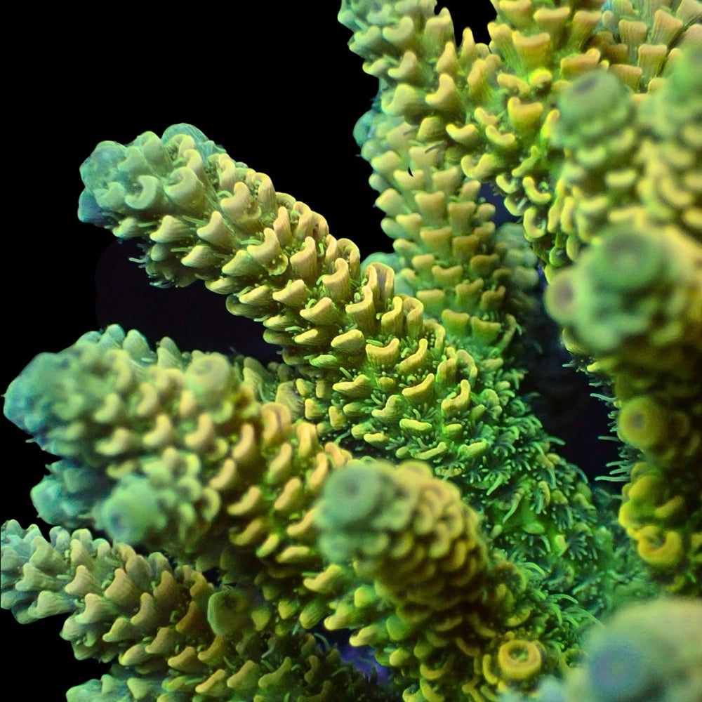 Sour Tang Acropora (1” Frag)