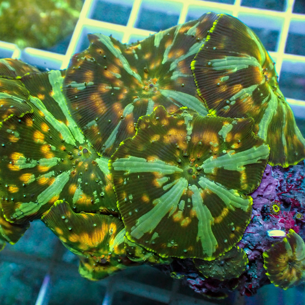 Golden Acid Drop Discosoma Mushroom - Corals Anonymous