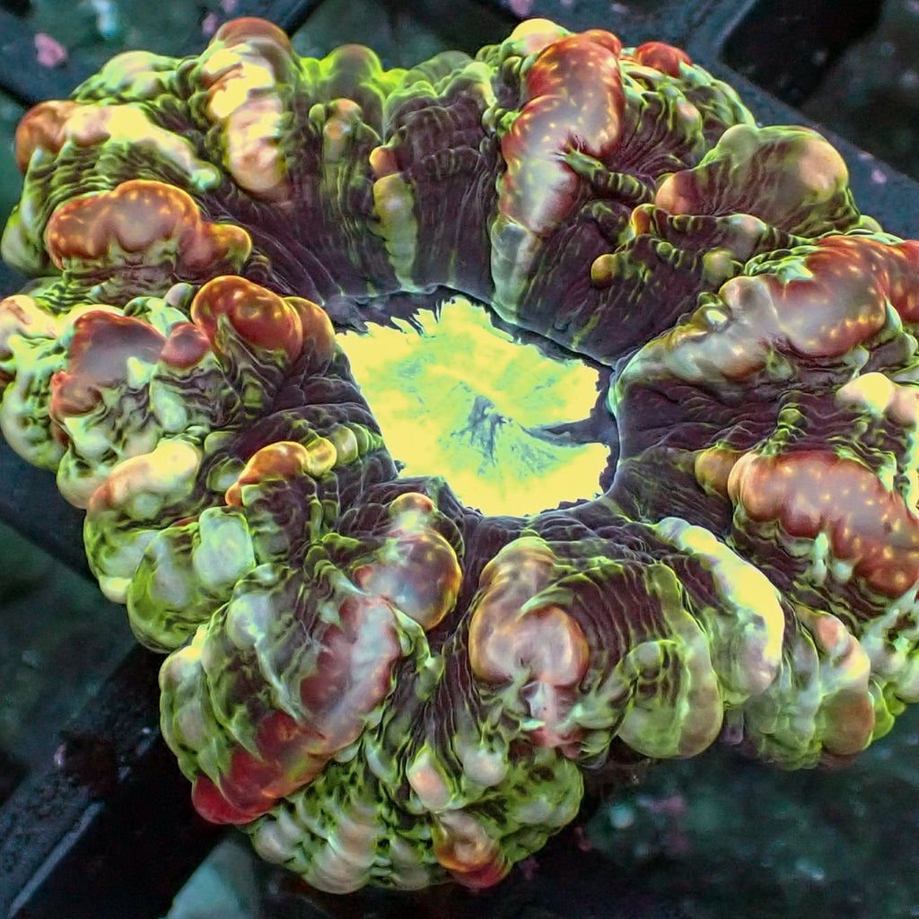 WYSIWYG Ultra Rainbow Venom Surge Cynarina - Corals Anonymous