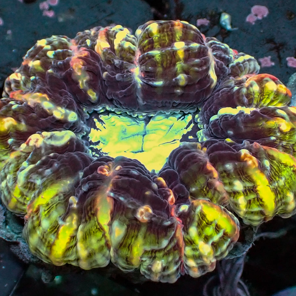 WYSIWYG Ultra Rainbow Dragonheart Cynarina - Corals Anonymous