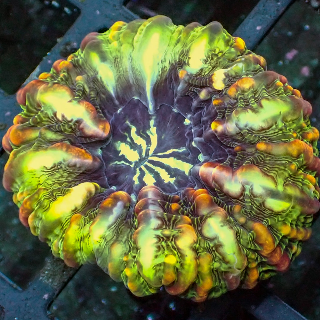 WYSIWYG Ultra Rainbow Dragonheart Cynarina - Corals Anonymous