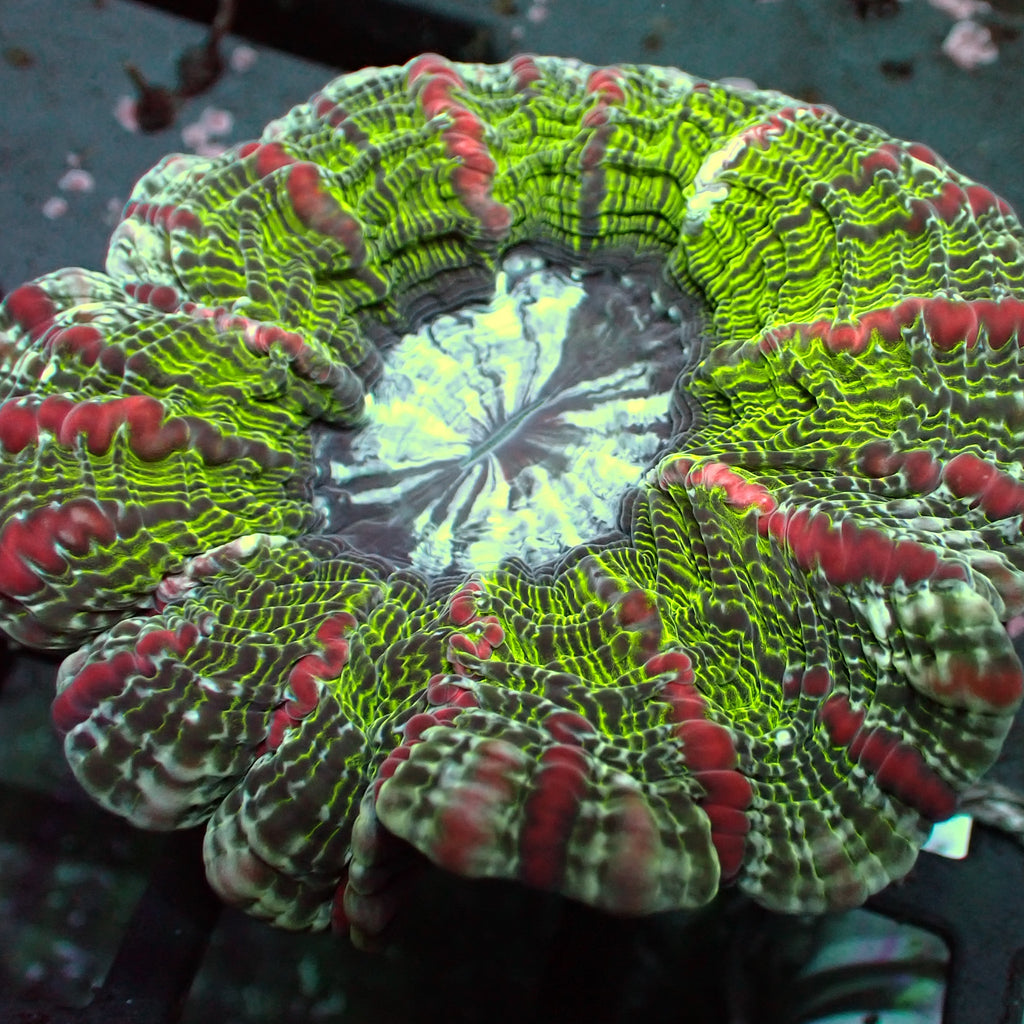 WYSIWYG Ultra Rainbow Roads Cynarina - Corals Anonymous