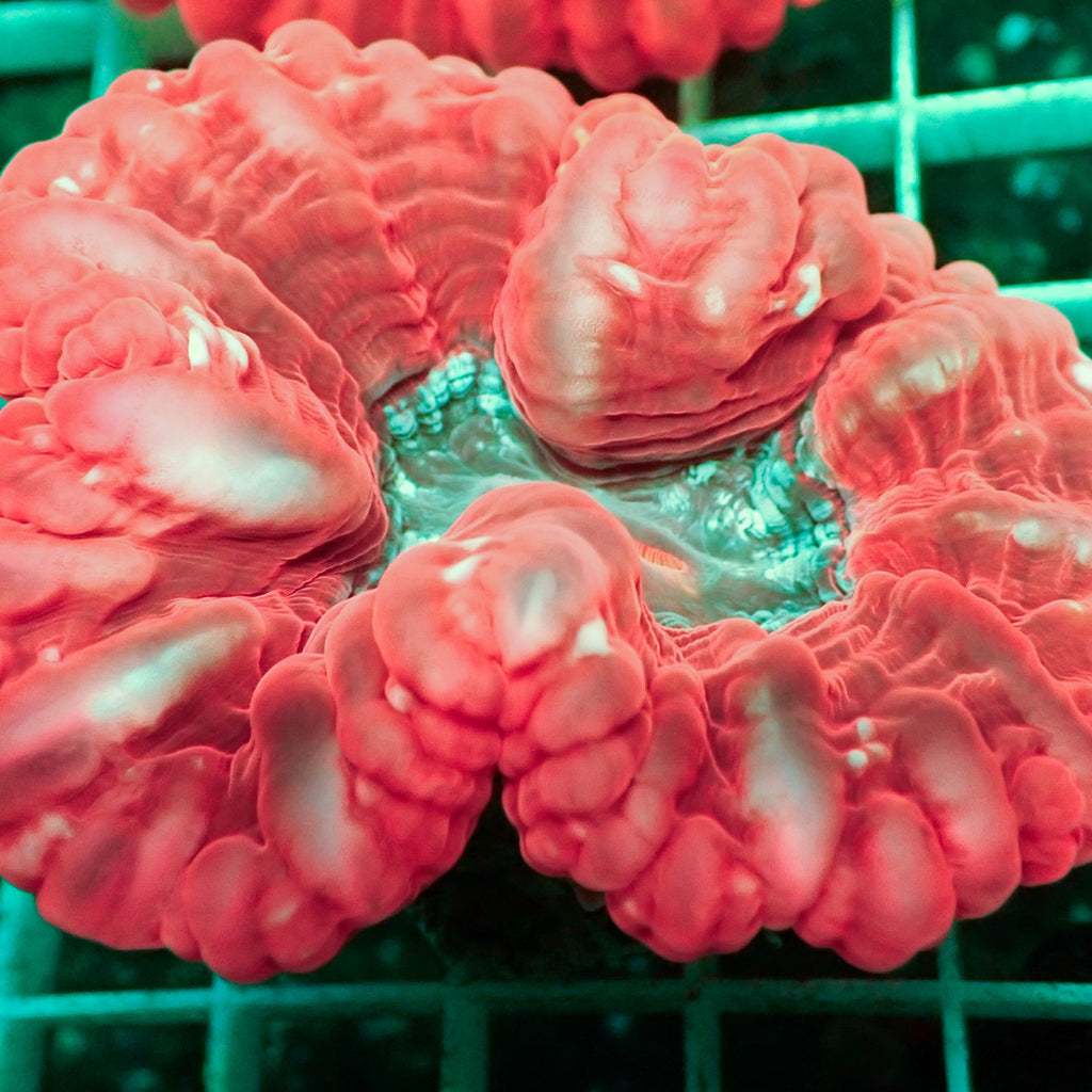 WYSIWYG Blue Mouth Bright Red Cynarina - Corals Anonymous