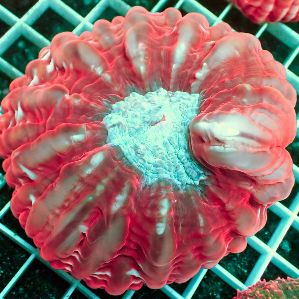 WYSIWYG Blue Mouth Bright Red Cynarina - Corals Anonymous