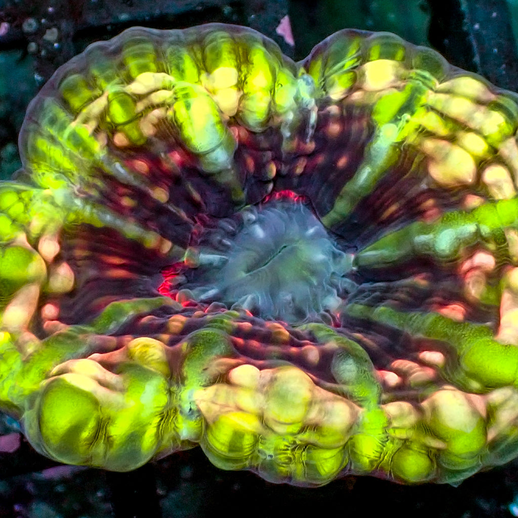 WYSIWYG Ultra Rainbow Poison Ivy Cynarina - Corals Anonymous