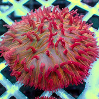 Watermelon Jolly Rancher Diaseris Plate Coral - Corals Anonymous
