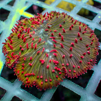 Watermelon Jolly Rancher Diaseris Plate Coral - Corals Anonymous
