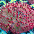 Watermelon Jolly Rancher Diaseris Plate Coral - Corals Anonymous