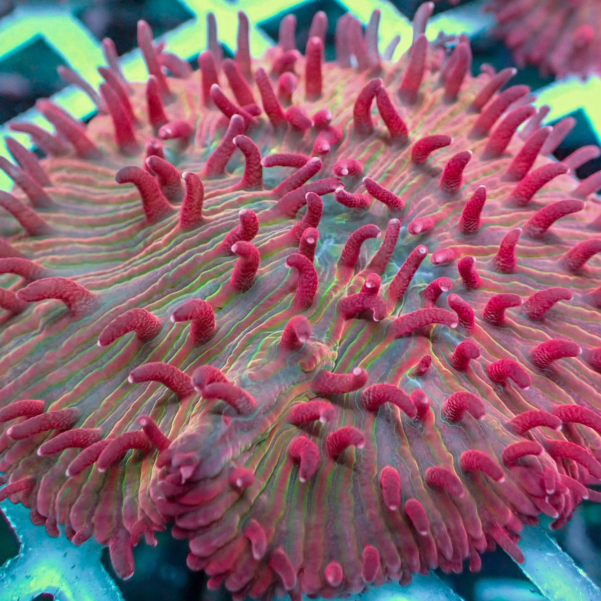 Watermelon Jolly Rancher Diaseris Plate Coral - Corals Anonymous