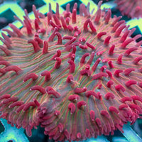 Watermelon Jolly Rancher Diaseris Plate Coral - Corals Anonymous
