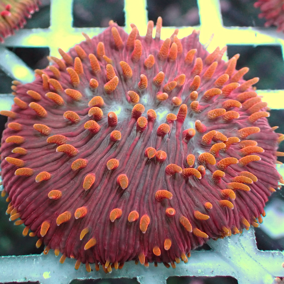 Flametip Rainbow Diaseris Plate Coral (1” Frag) - Corals Anonymous