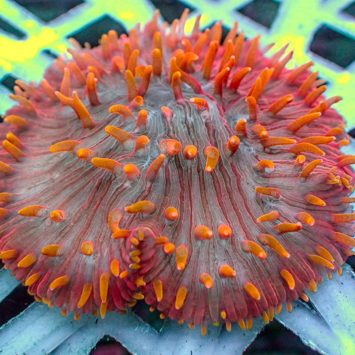 Flametip Rainbow Diaseris Plate Coral (1” Frag) - Corals Anonymous