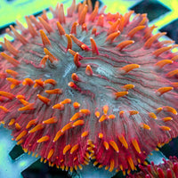 Flametip Rainbow Diaseris Plate Coral (1” Frag) - Corals Anonymous
