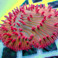 Watermelon Jolly Rancher Diaseris Plate Coral - Corals Anonymous
