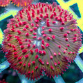 Watermelon Jolly Rancher Diaseris Plate Coral - Corals Anonymous