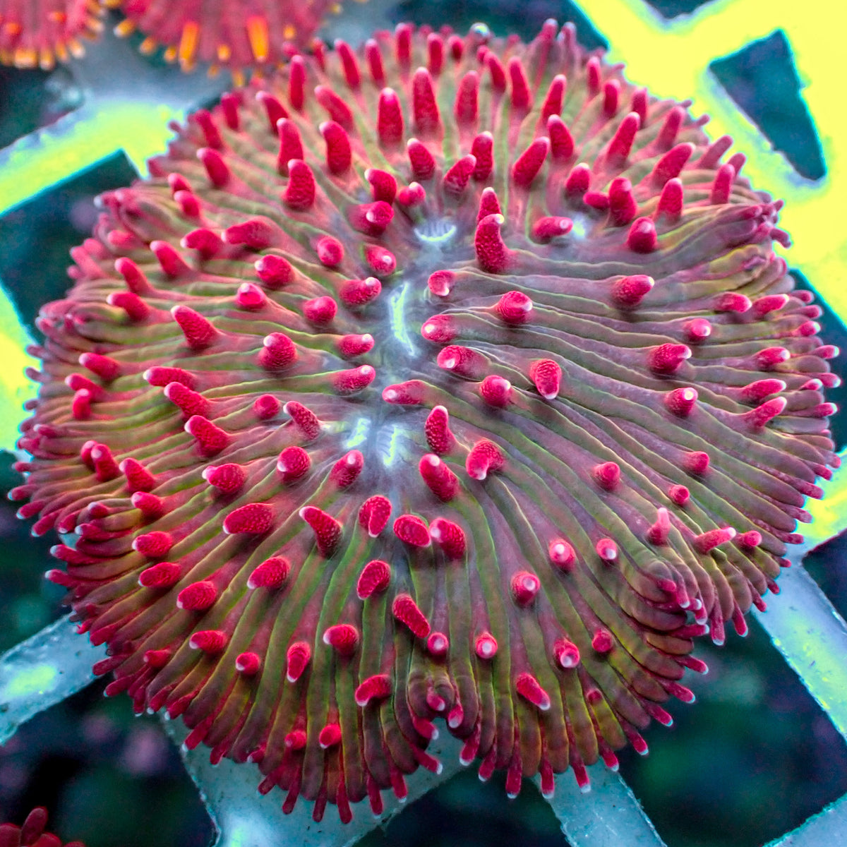 Watermelon Jolly Rancher Diaseris Plate Coral - Corals Anonymous