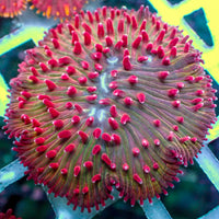 Watermelon Jolly Rancher Diaseris Plate Coral - Corals Anonymous
