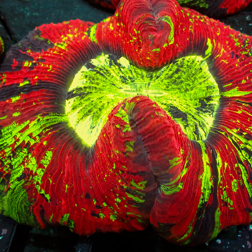 WYSIWYG Acid Drop Red Wellso - Corals Anonymous