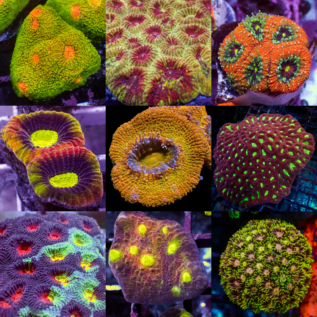 Assorted LPS Frag Pack (1" Frag) - Corals Anonymous