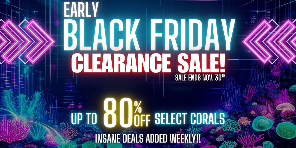 Black Friday Sale
